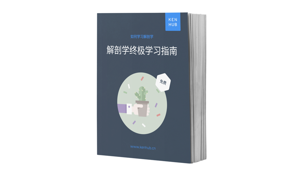 解剖学最佳学习技巧