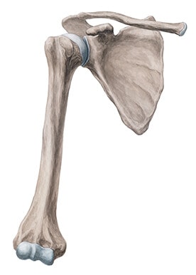 Illustration of Brain