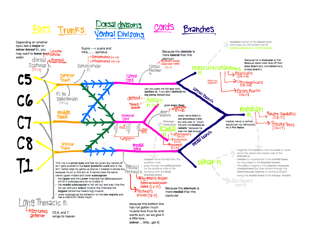 Kim 的解剖学习涂鸦
