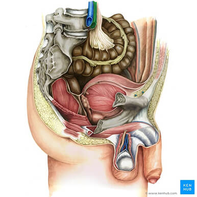 Illustration of the abdominopelvic cavity